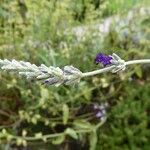 Lavandula lanata