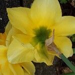 Narcissus spp.