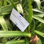 Eryngium bromeliifolium