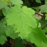 Rubus alceifolius Leaf