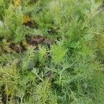 Artemisia abrotanum Blatt