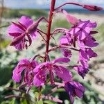 Epilobium angustifoliumLorea