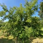 Celtis occidentalis Habit