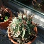 Ferocactus latispinus Лист