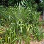 Rhapidophyllum hystrix Costuma