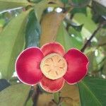 Garcinia mangostana Flor