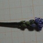 Hyacinthoides lingulata Flower