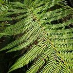 Dicksonia antarctica 葉