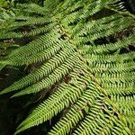 Dicksonia antarctica Leaf