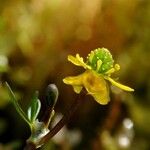 Ranunculus hyperboreus 花