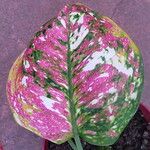 Aglaonema tricolor Leaf
