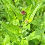 Centaurea nigrescens Fiore