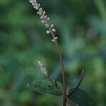 Cyathula prostrata Blüte