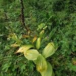 Veratrum albumBlad