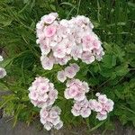 Dianthus barbatusKukka