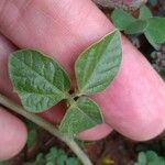 Rhynchosia minima Leaf