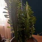 Euphorbia trigona Fulla