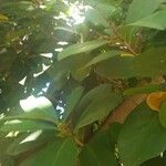 Corynocarpus laevigatus Fruto