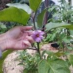 Solanum melongena 花