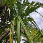 Pandanus urophyllus Yaprak