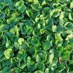 Dichondra repens Hoja
