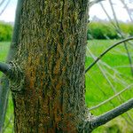 Fraxinus latifolia Kůra