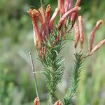 Erica fascicularis Kvet