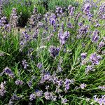 Lavandula angustifolia Листок