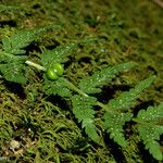 Cystopteris bulbifera Habitat