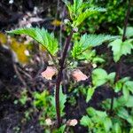 Scrophularia trifoliata Fula