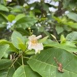 Tabebuia heterophylla Λουλούδι