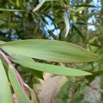 Melaleuca quinquenervia Yaprak