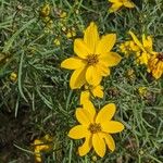 Coreopsis verticillata Цветок