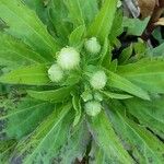 Erigeron floribundus Fuelha