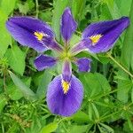 Iris brevicaulis Flor
