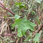 Chenopodium oahuense Leaf