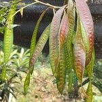 Leucaena leucocephala ഫലം