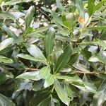 Olea capensis Folha