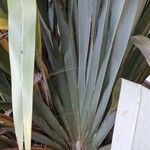 Phormium tenax Leaf