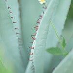 Agave palmeri