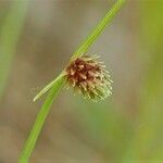 Cyperus subsquarrosus Froito