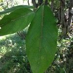 Antidesma madagascariense Frunză