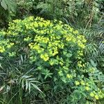 Euphorbia wallichii Flower