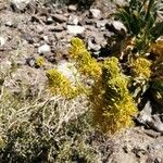 Stanleya pinnata Flower