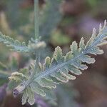 Achillea clypeolata Лист