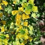 Ruta chalepensis Flor