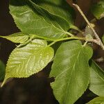 Morus celtidifolia Blatt