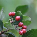 Psorospermum febrifugum Frucht