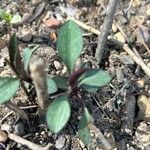 Symphyotrichum laeve Лист