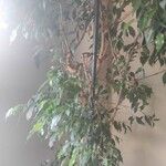 Ficus benjamina পাতা